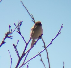 Psaltriparus minimus