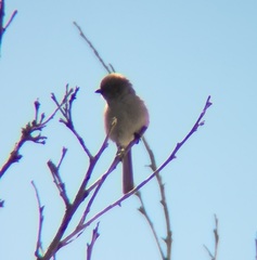 Psaltriparus minimus