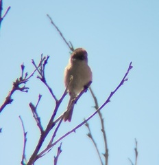 Psaltriparus minimus