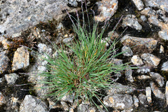 Poa glauca