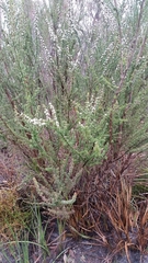 Leptospermum erubescens