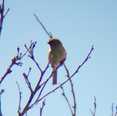 Psaltriparus minimus