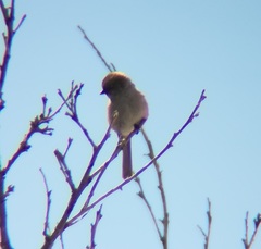 Psaltriparus minimus