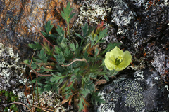 Papaver labradoricum