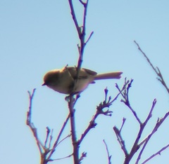 Psaltriparus minimus