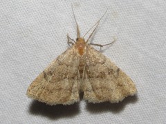 Phalaenostola metonalis