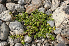 Honckenya peploides diffusa