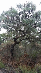 Banksia attenuata