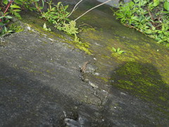Takydromus kuehnei