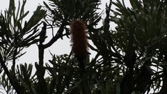 Banksia attenuata