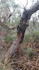 Banksia attenuata