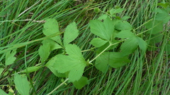 Geum laciniatum