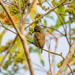 Golden-Spangled Piculet photo 4