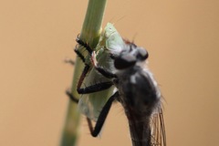Gyponana angulata