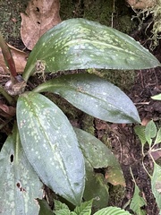 Stenorrhynchos speciosum