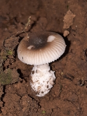 Amanita virginiana