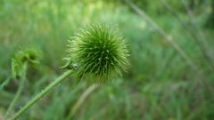 Geum laciniatum