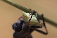Gyponana angulata