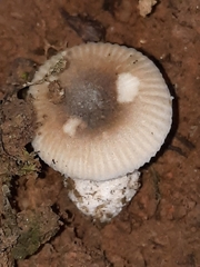 Amanita virginiana