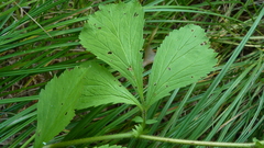 Geum laciniatum