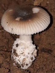 Amanita virginiana