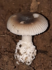 Amanita virginiana