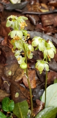 Pyrola chlorantha