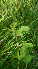 Geum laciniatum
