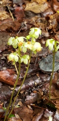 Pyrola chlorantha