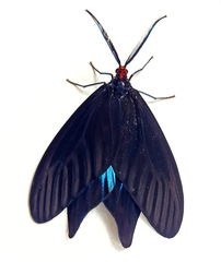 Histia flabellicornis