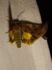 Cryptocala acadiensis