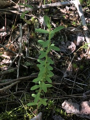 Hypericum ellipticum
