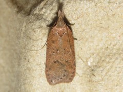 Dichomeris ventrellus