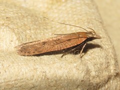 Dichomeris ventrellus