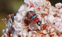 Collops quadrimaculatus