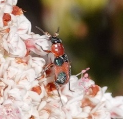 Collops quadrimaculatus