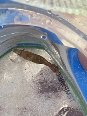 Leander tenuicornis