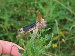Entomophaga grylli