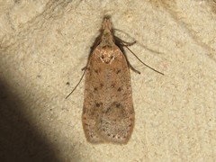 Dichomeris ventrellus