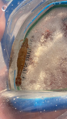 Leander tenuicornis