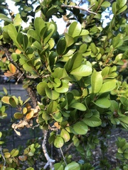 Buxus microphylla