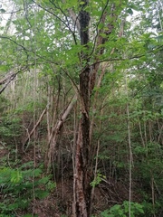 Calycophyllum candidissimum