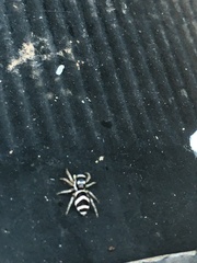 Salticus austinensis