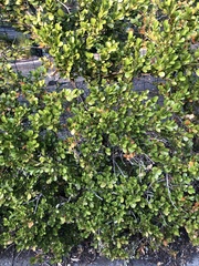 Buxus microphylla