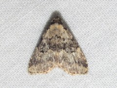 Dyspyralis illocata