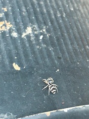 Salticus austinensis