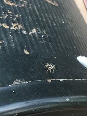 Salticus austinensis