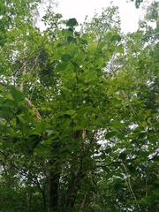 Calycophyllum candidissimum