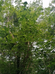 Calycophyllum candidissimum