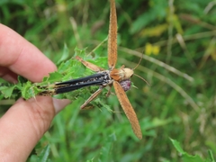 Entomophaga grylli